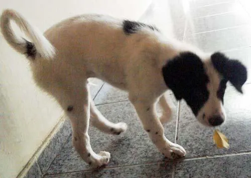 Cachorro ra a SRD idade 2 a 6 meses nome VACINADO