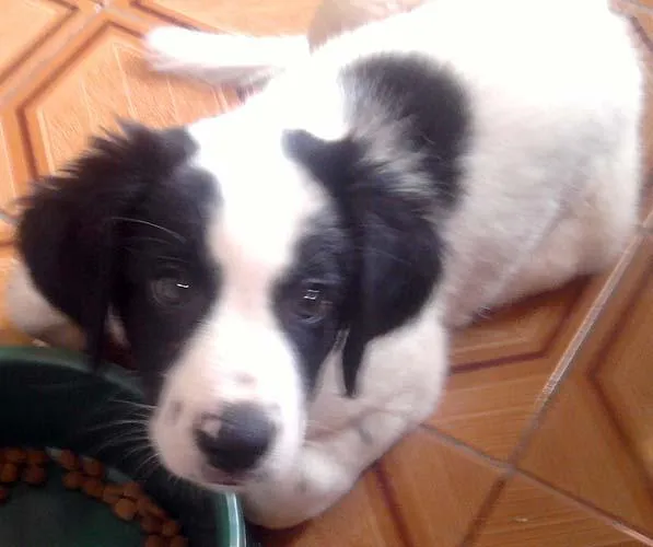 Cachorro ra a SRD idade 2 a 6 meses nome VACINADO