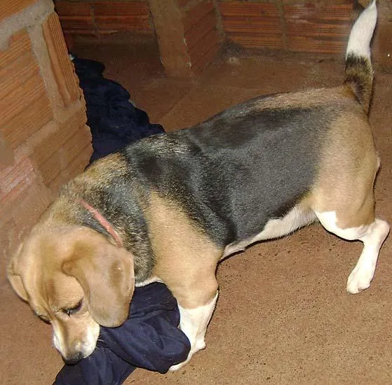 Cachorro ra a Dv idade  nome 2 Perdidos