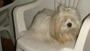 Cachorro raça Lhasa idade 3 anos nome Procura GRATIFICA