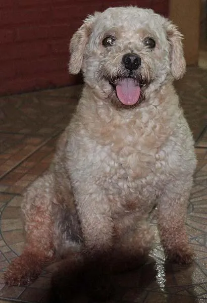 Cachorro ra a Poodle idade 1 ano nome Encontrado