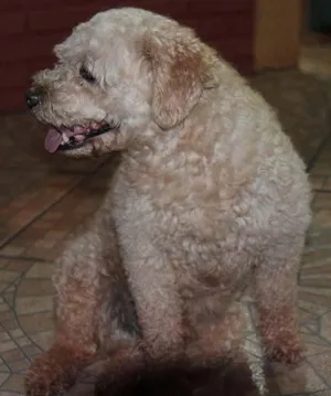 Cachorro raça Poodle idade 1 ano nome Encontrado