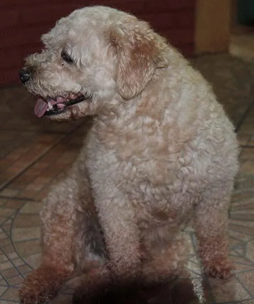 Cachorro ra a Poodle idade 1 ano nome Encontrado