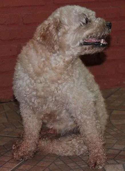 Cachorro ra a Poodle idade 1 ano nome Encontrado