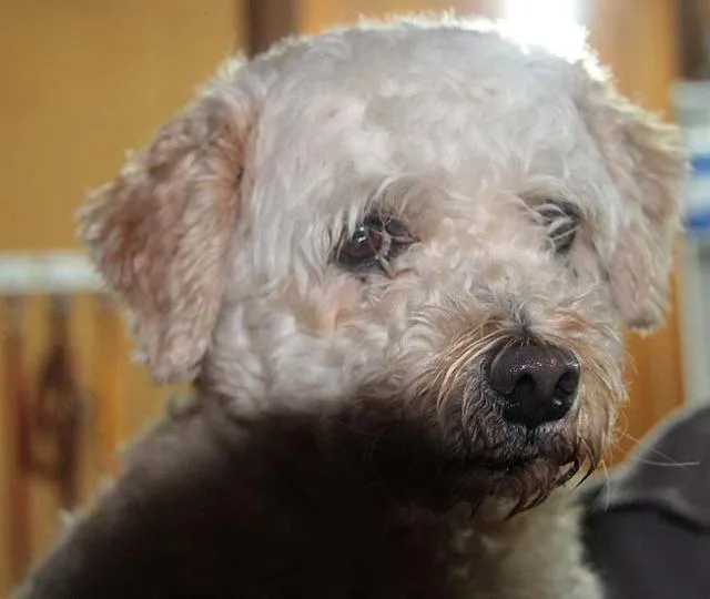 Cachorro ra a Poodle idade 1 ano nome Encontrado