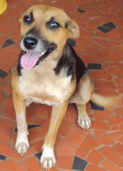 Cachorro ra a SRD idade 2 anos nome URGENTE !