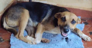 Cachorro raça SRD idade 2 anos nome URGENTE !