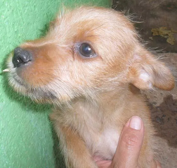 Cachorro ra a SRD idade 2 a 6 meses nome Fofos