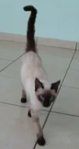 Linda gatinha