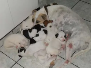 Cachorro raça SRD idade 2 a 6 meses nome Filhotinhos