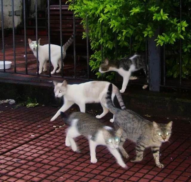 Gato ra a SRD idade 7 a 11 meses nome Gatos abandonados.