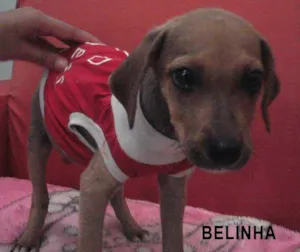 Cachorro raça SRD idade 2 a 6 meses nome Belinha