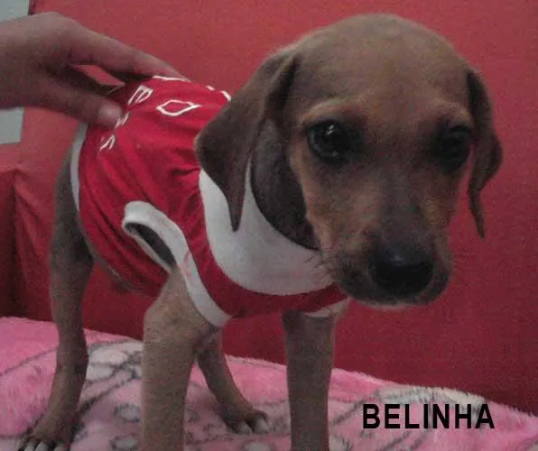 Cachorro ra a SRD idade 2 a 6 meses nome Belinha