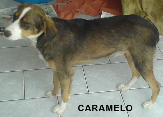 Cachorro ra a SDR idade 2 anos nome Caramelo