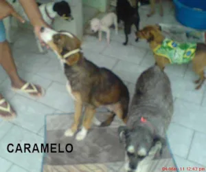 Cachorro raça SDR idade 2 anos nome Caramelo