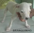 Filhote branquinho