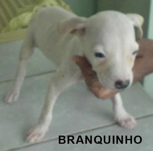 Cachorro ra a tem cara de pit bull idade Abaixo de 2 meses nome Filhote branquinho