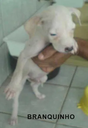 Cachorro raça tem cara de pit bull idade Abaixo de 2 meses nome Filhote branquinho