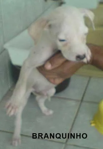 Cachorro ra a tem cara de pit bull idade Abaixo de 2 meses nome Filhote branquinho