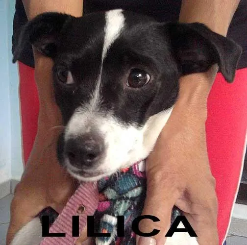 Cachorro ra a SRD idade 1 ano nome Lilica