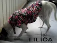 Lilica