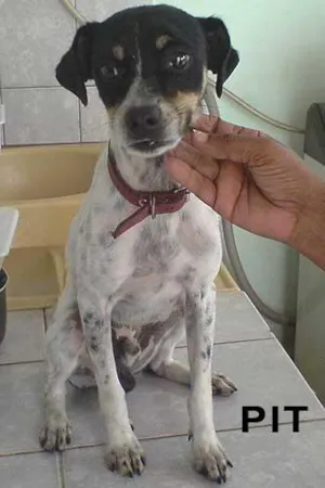 Cachorro raça Fox paulistinha idade 1 ano nome Pit