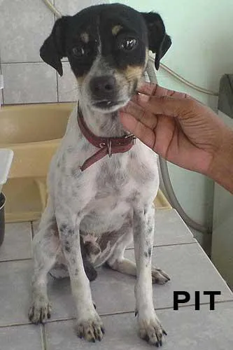 Cachorro ra a Fox paulistinha idade 1 ano nome Pit