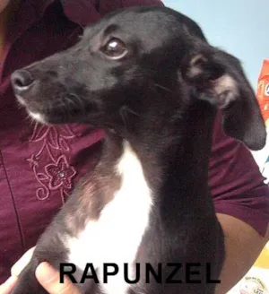 Cachorro raça SRD idade 1 ano nome Rapunzel