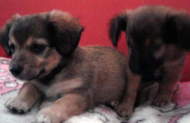 Cachorro ra a SDR idade Abaixo de 2 meses nome Fofuchos!