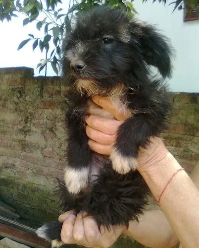 Cachorro ra a SRD idade 2 a 6 meses nome SPIKE e PIMPO