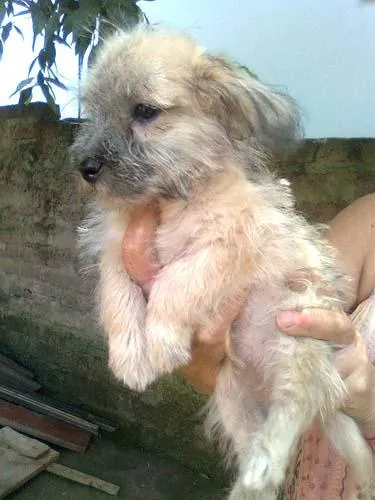 Cachorro ra a SRD idade 2 a 6 meses nome SPIKE e PIMPO