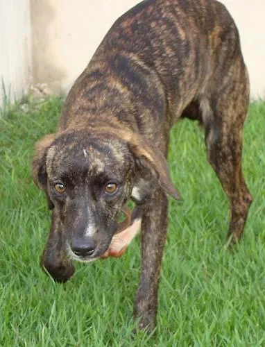 Cachorro ra a SRD idade 1 ano nome ENCONTRADA