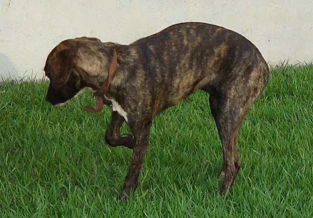 Cachorro ra a SRD idade 1 ano nome ENCONTRADA