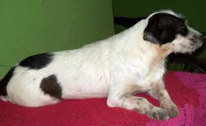 Cachorro raça SRD idade 2 a 6 meses nome BILU e LILICA