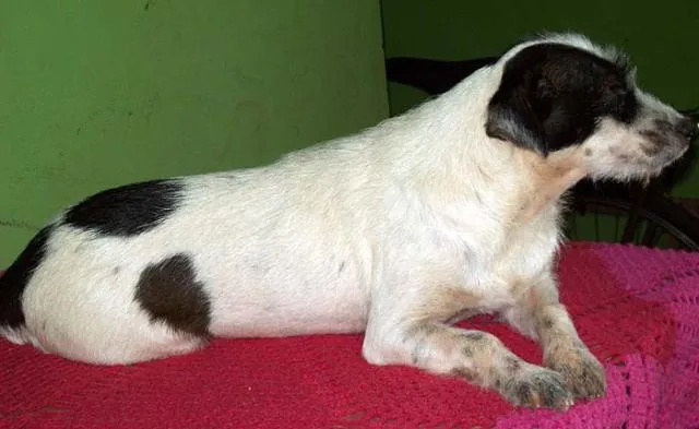 Cachorro ra a SRD idade 2 a 6 meses nome BILU e LILICA