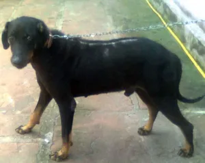 Cachorro raça SRD idade  nome Guarda MAX