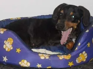 Cachorro raça Dachshund idade 2 anos nome Feliz