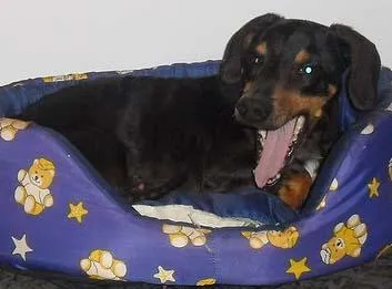 Cachorro ra a Dachshund idade 2 anos nome Feliz