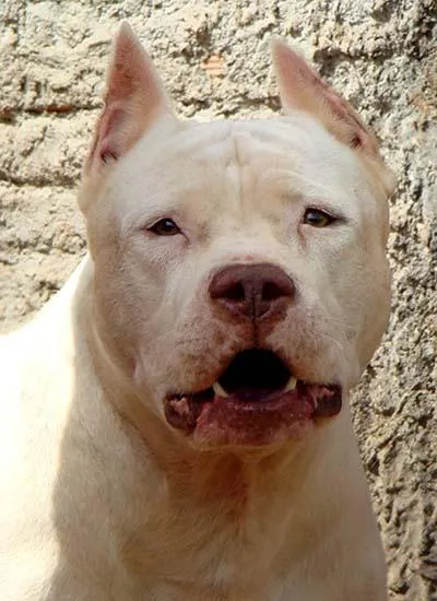 Cachorro ra a PitBull idade  nome Com Pedrigree