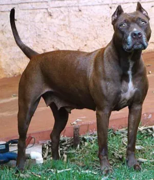 Cachorro raça PitBull idade  nome Com Pedrigree