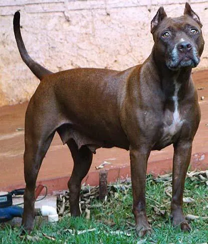 Cachorro ra a PitBull idade  nome Com Pedrigree