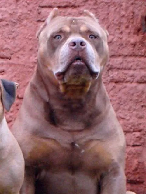 Cachorro ra a PitBull idade  nome Com Pedrigree