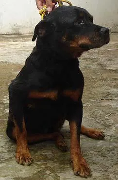 Cachorro raça Rottweiler idade 6 ou mais anos nome MANSA Guarda