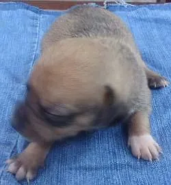 Cachorro raça SRD idade  nome Filhotes e Mãe