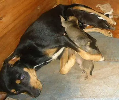 Cachorro ra a SRD idade  nome Filhotes e Mãe