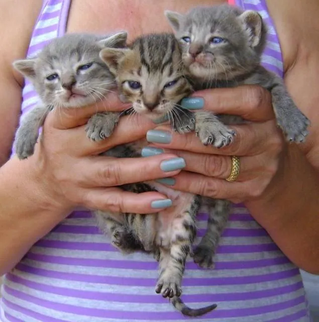 Gato ra a srd idade Abaixo de 2 meses nome Gatinhos lindos!