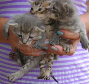 Gato raça srd idade Abaixo de 2 meses nome Gatinhos lindos!