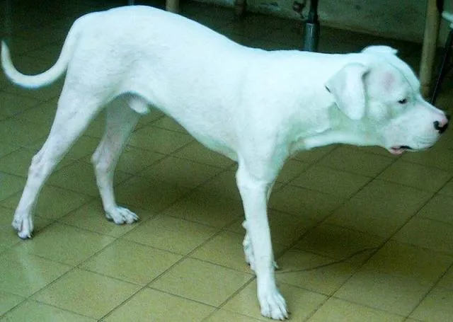 Cachorro ra a Dogo Argentino idade  nome Logan