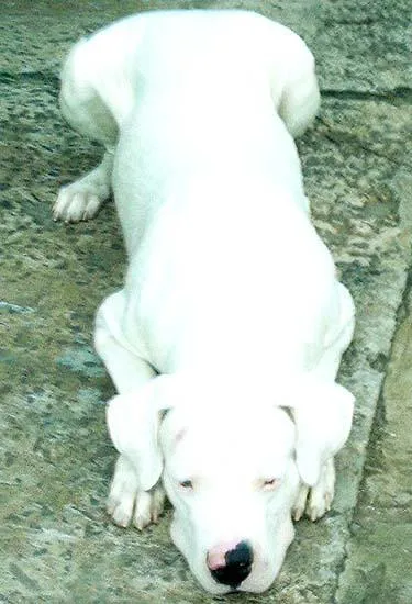 Cachorro ra a Dogo Argentino idade  nome Logan