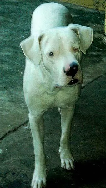 Cachorro ra a Dogo Argentino idade  nome Logan